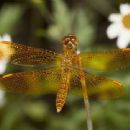 Odonata of North America
