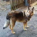 Mantiqueira Shepherd Dog