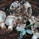 Fungi described in 1983