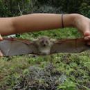 Fischer's pygmy fruit bat