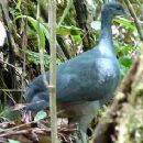 Birds described in 1949