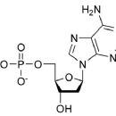 Nucleotide