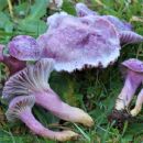 Fungi described in 1919