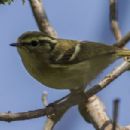 Endemic birds of the Himalayas