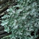Fungi described in 1955