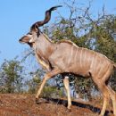 Greater kudu