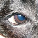 Congenital disorders of eye, ear, face and neck