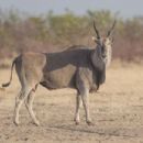 Common eland