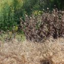 Herbicides