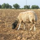 Animal breeds originating in Tunisia