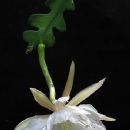 Flora of Colima