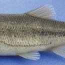 Taxa named by Fahrettin Küçük
