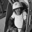 Non-human primate astronauts of the American space program