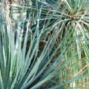 Flora of Aguascalientes