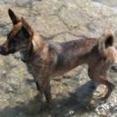 Taiwan Dog