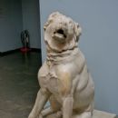 Dog breeds originating in Europe