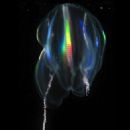Bioluminescent ctenophores
