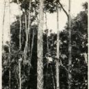 Crops originating from Belize