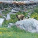 Cinnamon bear