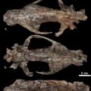Creodonta