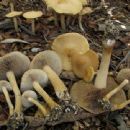 Fungi described in 1913