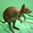 Red-legged pademelon