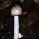 Fungi described in 1992