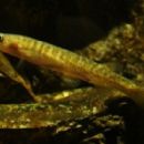 Fish described in 1949