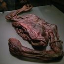 Prehistoric burials in Ireland