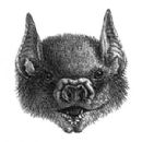 Antillean fruit-eating bat