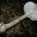 Fungi described in 1959