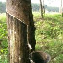 Forestry in Thailand