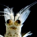 Fauna of the Caspian Sea