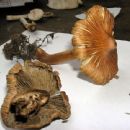 Taxa named by Claude Casimir Gillet