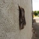 Moths described in 1805