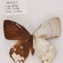 Taxa named by Alexander Steven Corbet