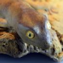 Taxa named by Anthony Patrick Russell