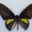 Troides plateni