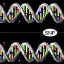 Haplotype