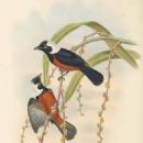 Birds of the Western Province