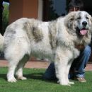 Pyrenean Mastiff