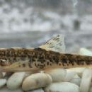 Taxa named by Bakhtiyor Sheraliev