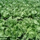 Crops originating from Egypt