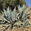 Flora of Jalisco