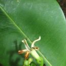 Endemic flora of the Marquesas Islands