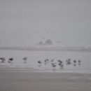 Washington Maritime National Wildlife Refuge Complex