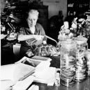 Doris Mable Cochran