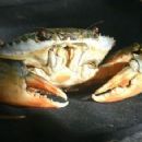 Crustaceans described in 1949