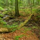 Ancient and Primeval Beech Forests of the Carpathians and Other Regions of Europe