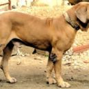 Original Fila Brasileiro